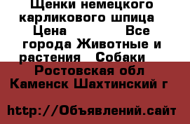 Щенки немецкого карликового шпица › Цена ­ 20 000 - Все города Животные и растения » Собаки   . Ростовская обл.,Каменск-Шахтинский г.